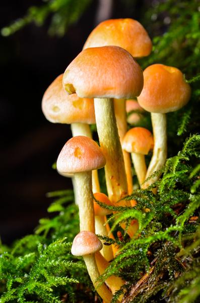 Mushrooms